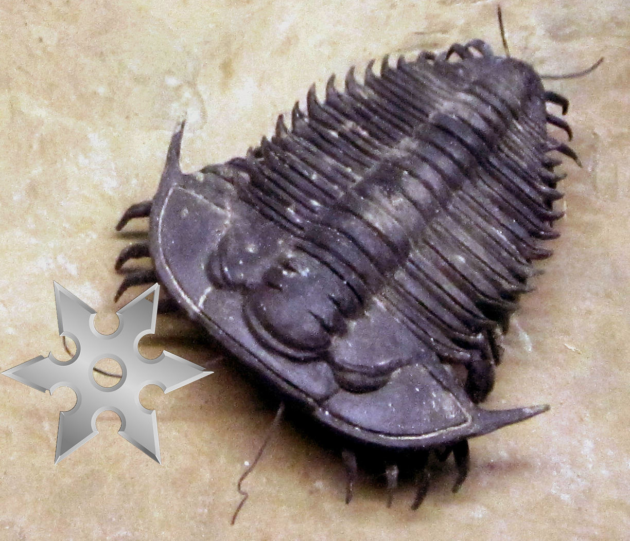 Welcome to the Ninja Trilobite